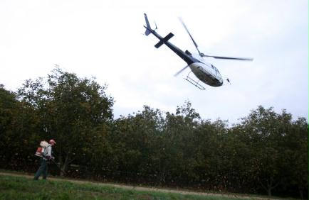 M. Bruno ABISSET, producteur de noix , utilise un Helicoptere ( force soufflante des pales ) pour recolter ses 17 hectars de noyers - Fabrice ANTERION / Le Dauphine Libere / Photopqr / Hostun (26 Drome)