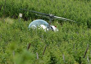 L'hélicoptère a heurté une ligne haute-tension avant de se poser en catastrophe, dans les vignes à Sigolsheim. (Photo DNA - Gil Michel) 