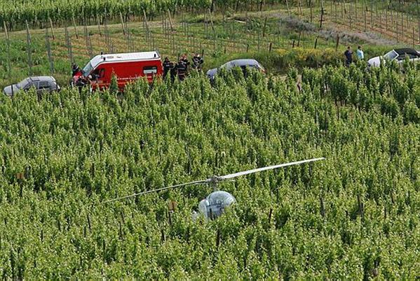 Le pilote, qui s'est posé en catastrophe dans les vignes, est indemne. Photo Hervé Kielwasser